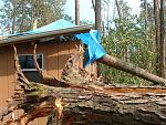 Click image for larger version

Name:	Tree In Shed.JPG
Views:	239
Size:	332.5 KB
ID:	940639
