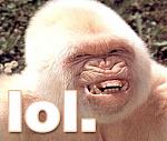 Click image for larger version

Name:	1lolgorilla.jpg
Views:	258
Size:	13.2 KB
ID:	940744