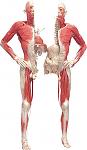Click image for larger version

Name:	BODIES_corpse.jpg
Views:	416
Size:	38.7 KB
ID:	940831
