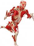Click image for larger version

Name:	BODIES_kicking.jpg
Views:	443
Size:	36.2 KB
ID:	940832
