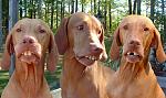 Click image for larger version

Name:	TN BIRD DOG1.JPG
Views:	253
Size:	143.3 KB
ID:	940837