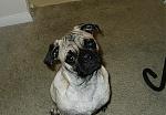 Click image for larger version

Name:	pug.jpg
Views:	279
Size:	80.8 KB
ID:	940886