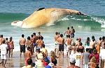 Click image for larger version

Name:	whalebig.jpg
Views:	348
Size:	72.5 KB
ID:	940897