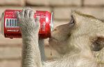 Click image for larger version

Name:	colamonkey.jpg
Views:	362
Size:	82.0 KB
ID:	940915