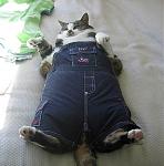 Click image for larger version

Name:	fat cat.jpeg
Views:	222
Size:	46.2 KB
ID:	940970