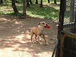 Click image for larger version

Name:	Jazz's toy.JPG
Views:	258
Size:	130.3 KB
ID:	940982