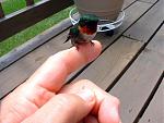 Click image for larger version

Name:	birdie.jpg
Views:	303
Size:	52.7 KB
ID:	941001