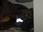 Click image for larger version

Name:	PB113048 (Small).JPG
Views:	194
Size:	27.9 KB
ID:	941034