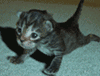 Click image for larger version

Name:	image.gif
Views:	303
Size:	20.3 KB
ID:	941128
