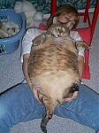Click image for larger version

Name:	another fat cat.jpg
Views:	229
Size:	33.4 KB
ID:	941133