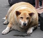 Click image for larger version

Name:	fat dog.jpg
Views:	185
Size:	197.4 KB
ID:	941134