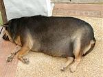 Click image for larger version

Name:	fatdog2.jpg
Views:	180
Size:	46.2 KB
ID:	941135