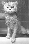 Click image for larger version

Name:	wetkitty2.jpg
Views:	306
Size:	17.8 KB
ID:	943504