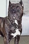 Click image for larger version

Name:	dog.jpg
Views:	299
Size:	15.5 KB
ID:	943794