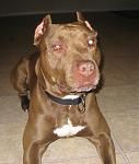 Click image for larger version

Name:	Dog.jpg
Views:	204
Size:	102.2 KB
ID:	943797