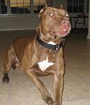 Click image for larger version

Name:	Dog 2.jpg
Views:	191
Size:	88.5 KB
ID:	943798