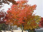 Click image for larger version

Name:	tree.jpg
Views:	243
Size:	131.9 KB
ID:	943810