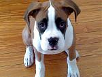 Click image for larger version

Name:	Waiting 4 a Treat.jpg
Views:	282
Size:	108.0 KB
ID:	943849