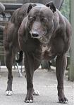 Click image for larger version

Name:	myostatin.jpg
Views:	228
Size:	152.4 KB
ID:	943934