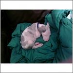 Click image for larger version

Name:	6 weeks.jpg
Views:	211
Size:	36.7 KB
ID:	943957