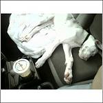 Click image for larger version

Name:	18 weeks.jpg
Views:	207
Size:	42.1 KB
ID:	943958