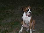 Click image for larger version

Name:	Dirty dog.jpg
Views:	240
Size:	740.9 KB
ID:	943960