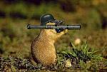 Click image for larger version

Name:	squirrel0012.jpg
Views:	210
Size:	22.4 KB
ID:	944047