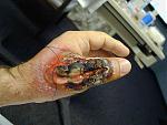 Click image for larger version

Name:	BrownRecluseBitelrg.jpg
Views:	244
Size:	23.3 KB
ID:	944067