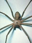 Click image for larger version

Name:	brownreclusespiderpicture.jpg
Views:	234
Size:	13.9 KB
ID:	944068