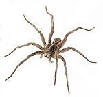 Click image for larger version

Name:	wolf_spider.jpg
Views:	248
Size:	22.4 KB
ID:	944070