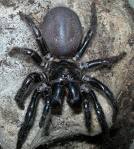 Click image for larger version

Name:	spider4.jpg
Views:	254
Size:	5.9 KB
ID:	944071