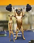 Click image for larger version

Name:	weightlifting dogs.jpg
Views:	168
Size:	54.6 KB
ID:	944129