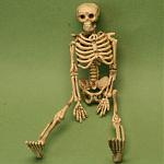 Click image for larger version

Name:	skeleton.jpg
Views:	257
Size:	60.4 KB
ID:	944239