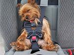 Click image for larger version

Name:	carseat.jpg
Views:	280
Size:	27.9 KB
ID:	944247