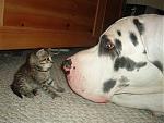 Click image for larger version

Name:	DogCat.jpg
Views:	289
Size:	18.8 KB
ID:	944249