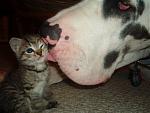 Click image for larger version

Name:	DogCatII.jpg
Views:	288
Size:	17.3 KB
ID:	944250