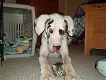 Click image for larger version

Name:	DogCatIII.jpg
Views:	276
Size:	22.2 KB
ID:	944251