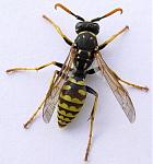 Click image for larger version

Name:	wasp.jpg
Views:	233
Size:	26.4 KB
ID:	944421