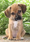Click image for larger version

Name:	puggle1-main_Full.jpg
Views:	223
Size:	59.5 KB
ID:	944529