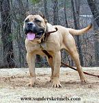 Click image for larger version

Name:	Canary Dog.jpg
Views:	228
Size:	92.5 KB
ID:	944550