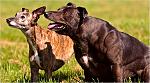 Click image for larger version

Name:	12dog-600.jpg
Views:	181
Size:	109.5 KB
ID:	944553