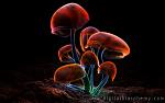 Click image for larger version

Name:	fluorescence2k9colors1_preview.jpg
Views:	249
Size:	94.6 KB
ID:	944576