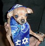 Click image for larger version

Name:	jonesy-the-rabbi.jpg
Views:	279
Size:	82.8 KB
ID:	944608