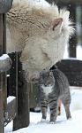 Click image for larger version

Name:	Pony _ Cat.jpg
Views:	159
Size:	18.6 KB
ID:	944620
