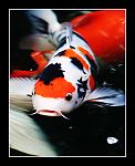 Click image for larger version

Name:	444932-jpg koi.jpg
Views:	220
Size:	68.9 KB
ID:	944628