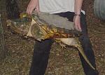 Click image for larger version

Name:	AlligatorSnappingTurtle.jpg
Views:	241
Size:	76.4 KB
ID:	944769