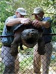 Click image for larger version

Name:	snapturtle.jpg
Views:	251
Size:	102.1 KB
ID:	944770