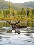 Click image for larger version

Name:	Greenville_maine_moose.jpg
Views:	211
Size:	56.8 KB
ID:	944833