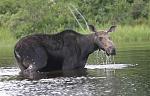 Click image for larger version

Name:	Maine Moose Safaris.JPG
Views:	248
Size:	25.6 KB
ID:	944835
