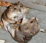 Click image for larger version

Name:	hamster_fight1.jpg
Views:	162
Size:	40.5 KB
ID:	944928